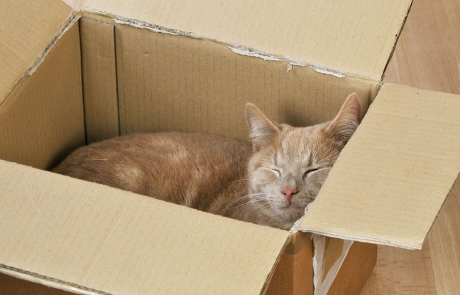 Une chatte a survécu 8 jours coincée dans un colis postal. Une chatte a survécu 8 jours coincée dans un colis postal.