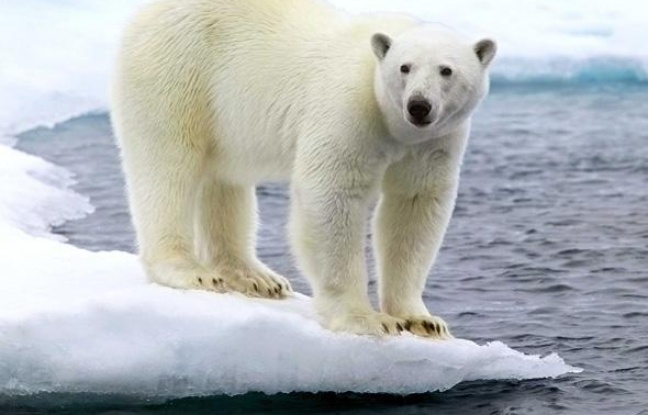 Un ours polaire, dans l'Arctique. Un ours polaire, dans l'Arctique.