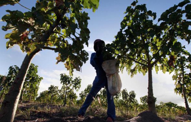 Une plantation de jatropha au Mozambique, appartenant à une société britannique, en mai 2010. Une plantation de jatropha au Mozambique, appartenant à une société britannique, en mai 2010.
