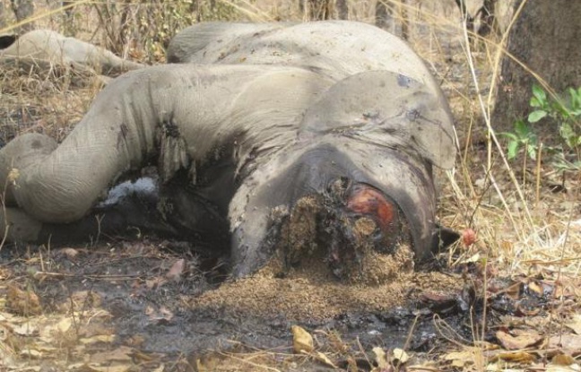 "Plus de 500 éléphants" ont été abattus dans le parc national de Bouba Ndjidda (nord du Cameroun) depuis janvier par des braconniers soudanais et tchadiens, a affirmé dimanche à l'AFP le gestionnaire du centre touristique de cette réserve, contestant les chiffres des autorités. "Plus de 500 éléphants" ont été abattus dans le parc national de Bouba Ndjidda (nord du Cameroun) depuis janvier par des braconniers soudanais et tchadiens, a affirmé dimanche à l'AFP le gestionnaire du centre touristique de cette réserve, contestant les chiffres des autorités.