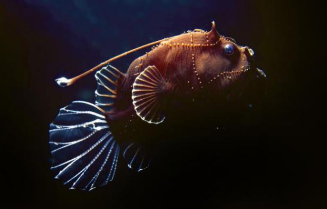 L'enseigne Casino ne commercialisera plus en 2014 de poissons issus de la pêche profonde, un type de pêche contesté par les écologistes pour leur impact sur les océans, a annoncé lundi l'ONG Bloom sur la foi d'un courrier du groupe de distribution. L'enseigne Casino ne commercialisera plus en 2014 de poissons issus de la pêche profonde, un type de pêche contesté par les écologistes pour leur impact sur les océans, a annoncé lundi l'ONG Bloom sur la foi d'un courrier du groupe de distribution.