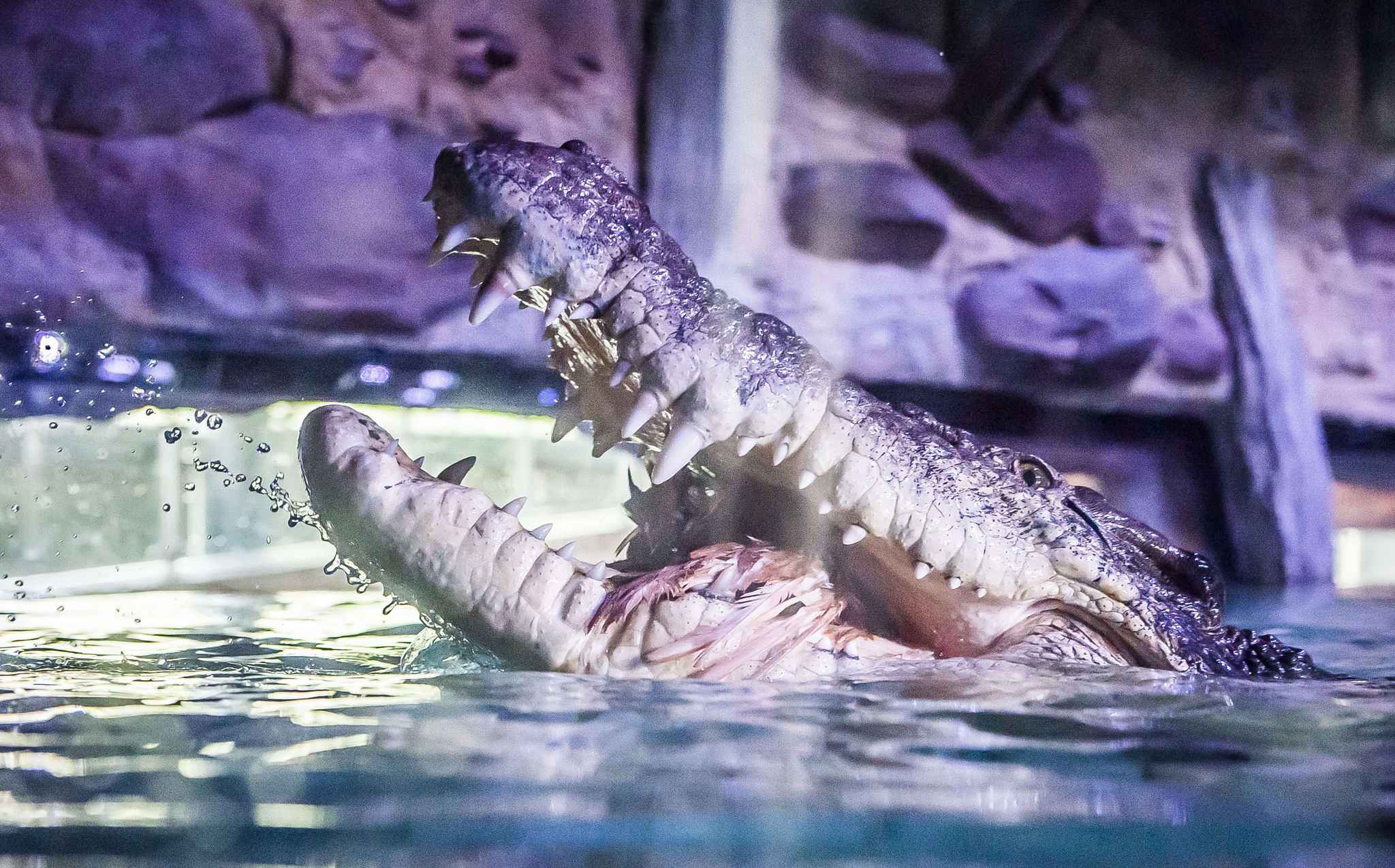 VIDEO. L'Indonésie veut des crocodiles pour surveiller les prisonniers