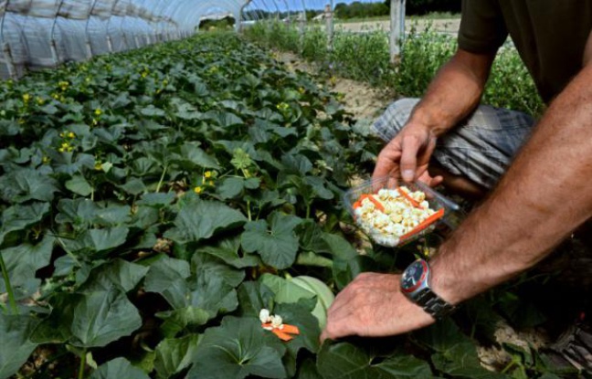 Un agriculteur utilise une larve élevée par l'entreprise Biotop pour protéger ses cultures de melons, à Livron-sur-Drôme, près de Valence, le 24 juillet 2013 Un agriculteur utilise une larve élevée par l'entreprise Biotop pour protéger ses cultures de melons, à Livron-sur-Drôme, près de Valence, le 24 juillet 2013