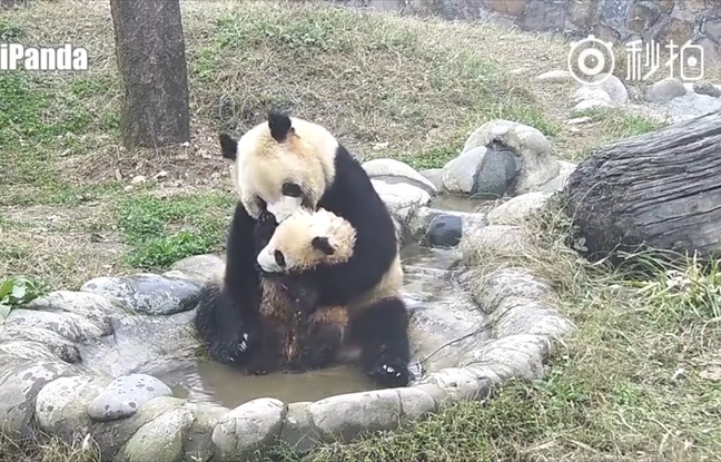 Maman et bébé panda dans le bain Maman et bébé panda dans le bain