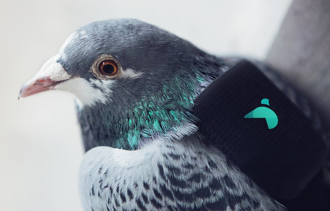 La ville de Londres a équipé dix pigeons de petits sacs à dos embarquant des instruments mesurant la qualité de l'air et transmettant les données sur Twitter. La ville de Londres a équipé dix pigeons de petits sacs à dos embarquant des instruments mesurant la qualité de l'air et transmettant les données sur Twitter.
