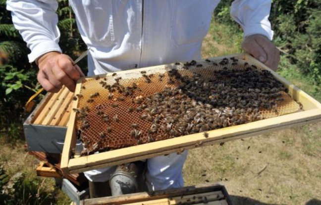 Un virus très contagieux transmis par l'acarien parasite "Varroa" contribuerait à la propagation et probablement à la mort de millions d'abeilles dans le monde, selon des chercheurs américains et britanniques dont les travaux ont été publiés jeudi aux Etats-Unis. Un virus très contagieux transmis par l'acarien parasite "Varroa" contribuerait à la propagation et probablement à la mort de millions d'abeilles dans le monde, selon des chercheurs américains et britanniques dont les travaux ont été publiés jeudi aux Etats-Unis.