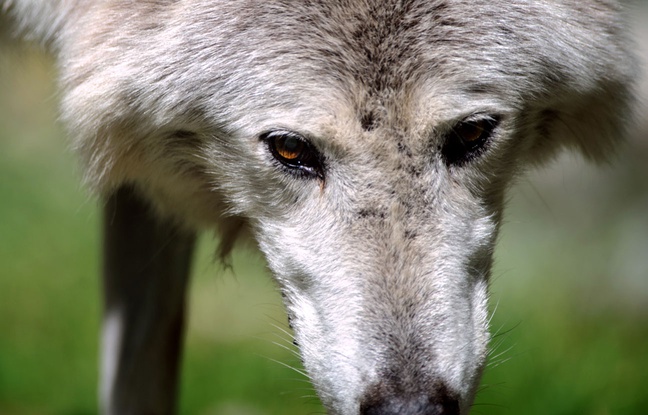 Un loup au zoo de Mulhouse. Un loup au zoo de Mulhouse.