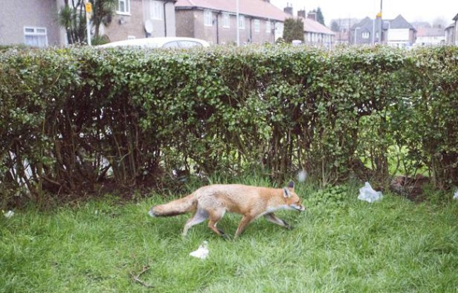 Un renard dans le jardin d'une résidence londonienne, le 10 février 2013. Un renard dans le jardin d'une résidence londonienne, le 10 février 2013.