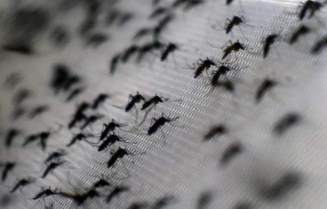 Transmis par un moustique, le chikungunya provoque de fortes fièvres et des douleurs articulaires Transmis par un moustique, le chikungunya provoque de fortes fièvres et des douleurs articulaires