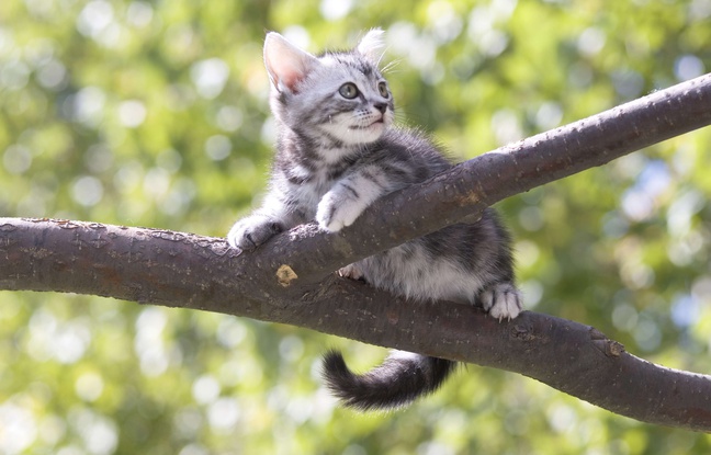 Un chaton dans un arbre. Illustration. Un chaton dans un arbre. Illustration.