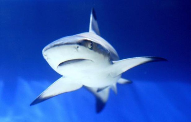 Accusée d'être le "garde manger" des requins et responsable de la recrudescence de leurs attaques, la Réserve marine de la Réunion réfute ces critiques avec force, mettant en avant la faible augmentation de poissons dans le sanctuaire, depuis sa création en 2007. Accusée d'être le "garde manger" des requins et responsable de la recrudescence de leurs attaques, la Réserve marine de la Réunion réfute ces critiques avec force, mettant en avant la faible augmentation de poissons dans le sanctuaire, depuis sa création en 2007.