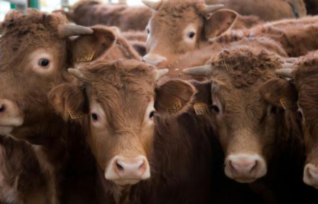 Des vaches du Limousin dans leur étable, le 17 décembre 2015 à Arras en France Des vaches du Limousin dans leur étable, le 17 décembre 2015 à Arras en France