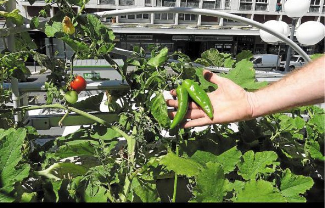 Piments et tomates poussent sur la terrasse de la Bibliothèque Centre-ville. Piments et tomates poussent sur la terrasse de la Bibliothèque Centre-ville.