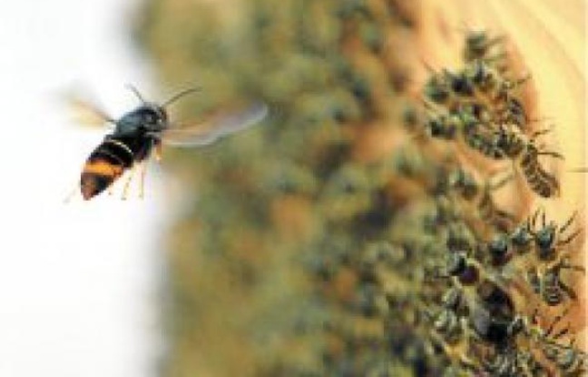 Le frelon asiatique (en haut) menace les abeilles, mais le moustique tigre (en bas) peut être nuisible pour l'homme. Le frelon asiatique (en haut) menace les abeilles, mais le moustique tigre (en bas) peut être nuisible pour l'homme.