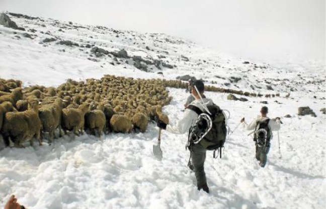 Sept heures ont été nécessaires aux 15 chasseurs alpins du 13e BCA pour sauver le troupeau. Sept heures ont été nécessaires aux 15 chasseurs alpins du 13e BCA pour sauver le troupeau.