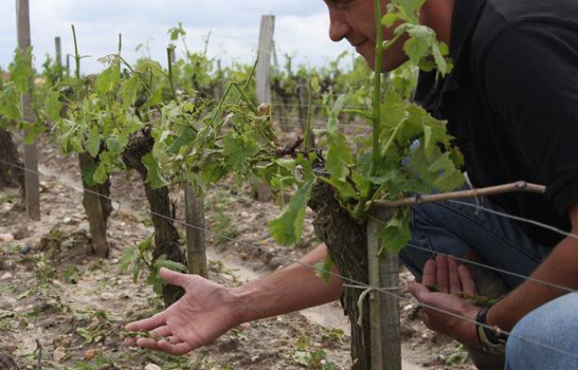 Un viticulteur de Bordeaux dans ses vignes. Un viticulteur de Bordeaux dans ses vignes.