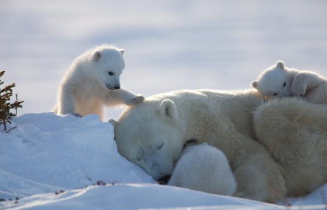 Des ours polaires. Des ours polaires.