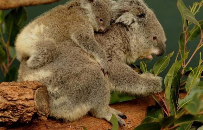 Photo d'illustration d'un koala portant son petit sur son dos. Photo d'illustration d'un koala portant son petit sur son dos.