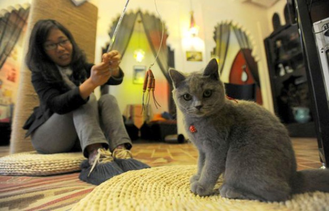Un bar à chats en Chine. Un bar à chats en Chine.