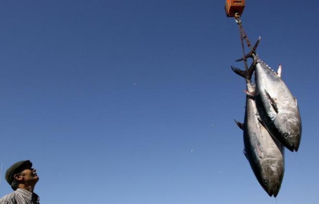 Les pays chargés de gérer la pêche au thon rouge ont décidé lundi, après une semaine de débats à huis clos au Maroc, de relever légèrement les quotas pour 2013 et 2014 en Méditerranée conformément aux recommandations scientifiques, une décision saluée par les ONG. Les pays chargés de gérer la pêche au thon rouge ont décidé lundi, après une semaine de débats à huis clos au Maroc, de relever légèrement les quotas pour 2013 et 2014 en Méditerranée conformément aux recommandations scientifiques, une décision saluée par les ONG.