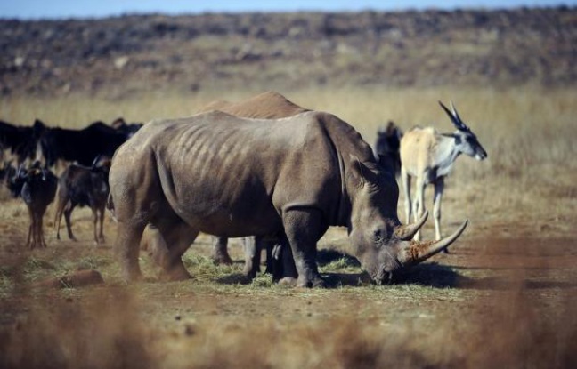 Le Vietnam surtout, mais aussi la Chine et la Thaïlande, jouent un rôle majeur dans le trafic d'ivoire d'éléphants et de cornes de rhinocéros, provoquant le massacre de ces animaux en Afrique du Sud et centrale, souligne lundi l'organisation écologiste WWF. Le Vietnam surtout, mais aussi la Chine et la Thaïlande, jouent un rôle majeur dans le trafic d'ivoire d'éléphants et de cornes de rhinocéros, provoquant le massacre de ces animaux en Afrique du Sud et centrale, souligne lundi l'organisation écologiste WWF.