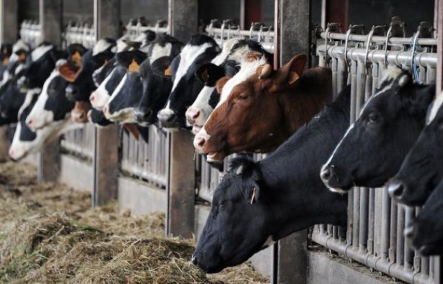 Des animaux nourris plus de trois mois aux maïs, riz, soja ou pommes-de-terre génétiquement modifiés n'ont pas présenté de problèmes de santé et se portaient aussi bien que ceux soumis à un régime sans OGM, selon une étude à paraître dans la revue Food and Chemical Toxicology. Des animaux nourris plus de trois mois aux maïs, riz, soja ou pommes-de-terre génétiquement modifiés n'ont pas présenté de problèmes de santé et se portaient aussi bien que ceux soumis à un régime sans OGM, selon une étude à paraître dans la revue Food and Chemical Toxicology.