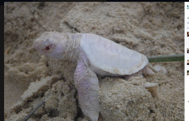 Capture d'une photo d'une tortue marine albinos postée sur Facebook par une ONG australienne. Capture d'une photo d'une tortue marine albinos postée sur Facebook par une ONG australienne.