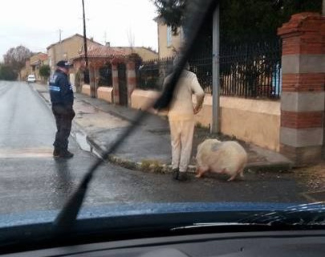 Les gendarmes de L'Isle-en-Dodon sont intervenus pour mettre fin à la divagation d'un cochon, le 16 janvier 2017.