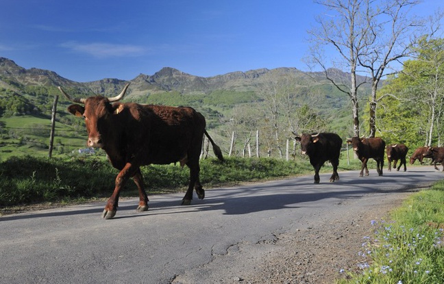Une vache salers à Mandailles-Saint-Julien, dans le Cantal. Une vache salers à Mandailles-Saint-Julien, dans le Cantal.