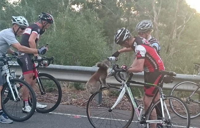 En Australie, des cyclistes se sont arrêtés sur le bord de la route pour donner de l'eau à un petit koala assoiffé. En Australie, des cyclistes se sont arrêtés sur le bord de la route pour donner de l'eau à un petit koala assoiffé.