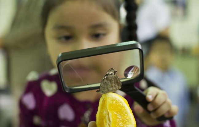 Une petite fille observe un papillon. Une petite fille observe un papillon.