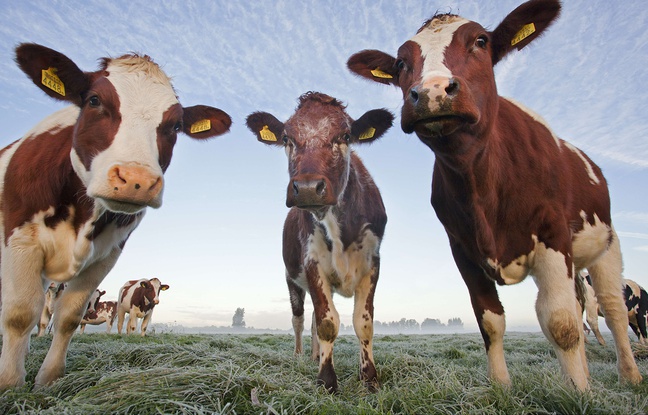 Des vaches dans un pré (illustration). Des vaches dans un pré (illustration).
