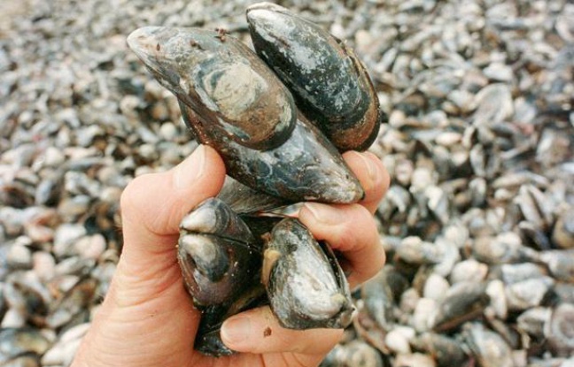 Des moules sauvages. Des moules sauvages.