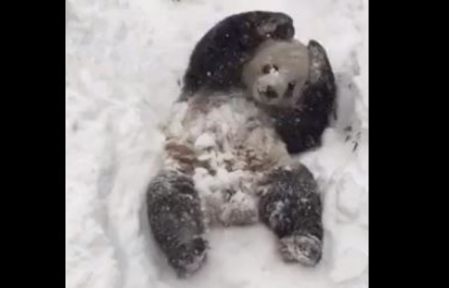 Le panda Tian Tian profite de la neige au Smithsonian Zoo de Washington. Le panda Tian Tian profite de la neige au Smithsonian Zoo de Washington.