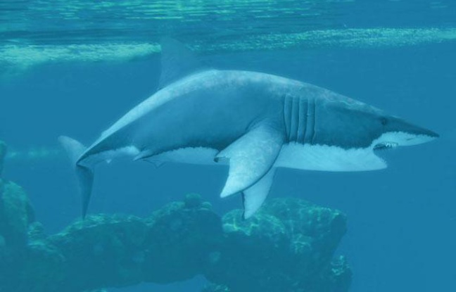Un grand requin blanc photographié dans l'océan. Un grand requin blanc photographié dans l'océan.