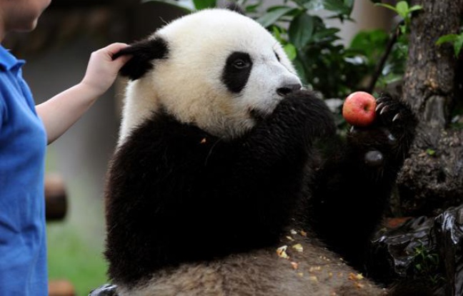 Un panda géant de la réseve de Chengdu, en Chine, le 5 juin 2010. Un panda géant de la réseve de Chengdu, en Chine, le 5 juin 2010.