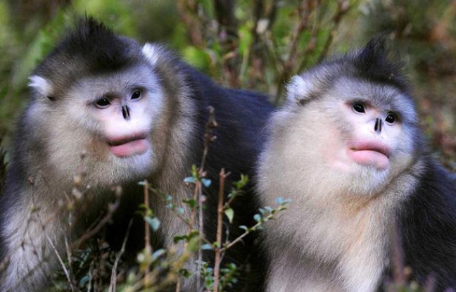 Des singes rhinopithèques, dans une réserve en Chine en 2009. Des singes rhinopithèques, dans une réserve en Chine en 2009.