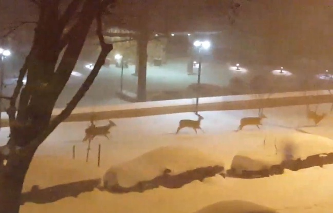 Pendant que Snowzilla sévissait sur la Côte Est des Etats-Unis, quelques daims en ont profité pour aller faire un tour dans les rues enneigées de Washington. Pendant que Snowzilla sévissait sur la Côte Est des Etats-Unis, quelques daims en ont profité pour aller faire un tour dans les rues enneigées de Washington.