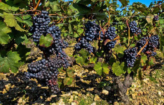 Illustration vignoble Illustration vignoble