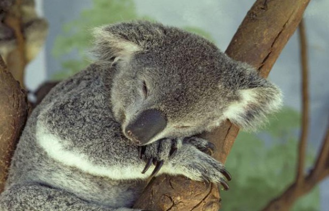 Un koala dort dans un arbre, en Australie. Un koala dort dans un arbre, en Australie.