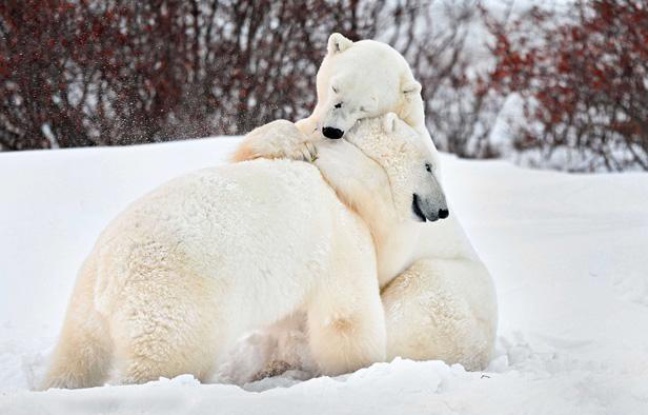 Deux ours polaires se câlinent au Canada, fin 2012. Deux ours polaires se câlinent au Canada, fin 2012.
