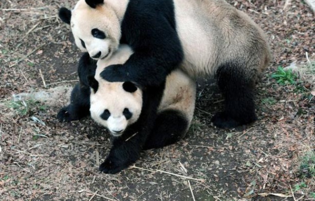 Un bébé panda géant est né dans un zoo de Tokyo, un événement salué par la Chine d'où la mère est originaire. Un bébé panda géant est né dans un zoo de Tokyo, un événement salué par la Chine d'où la mère est originaire.