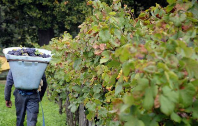 Les viticulteurs français inquiets du dépérissement des vignobles Les viticulteurs français inquiets du dépérissement des vignobles