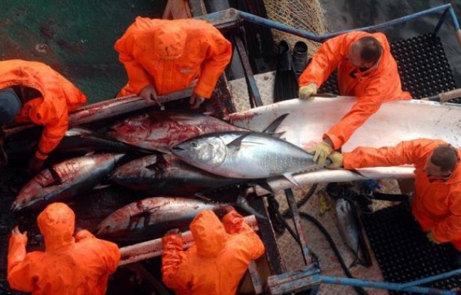Les 48 pays chargés de gérer la pêche des thonidés, réunis à Agadir (Maroc) du 12 au 19 novembre, vont devoir décider des prochains quotas de thon rouge, une espèce menacée dont l'apparent rétablissement des stocks suscite à la fois optimisme et appel à la prudence. Les 48 pays chargés de gérer la pêche des thonidés, réunis à Agadir (Maroc) du 12 au 19 novembre, vont devoir décider des prochains quotas de thon rouge, une espèce menacée dont l'apparent rétablissement des stocks suscite à la fois optimisme et appel à la prudence.