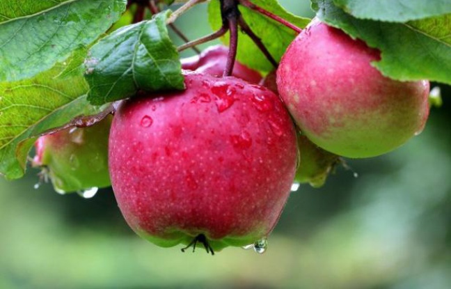 On a retrouvé la pomme d'Eve dans les montagnes kazakhes: résistante à toutes les maladies, elle permettrait d'épargner aux pommes de nos supermarchés les 35 pesticides qui les rendent présentables. On a retrouvé la pomme d'Eve dans les montagnes kazakhes: résistante à toutes les maladies, elle permettrait d'épargner aux pommes de nos supermarchés les 35 pesticides qui les rendent présentables.