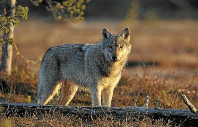 Le loup, réintroduit en France en 1992 Le loup, réintroduit en France en 1992