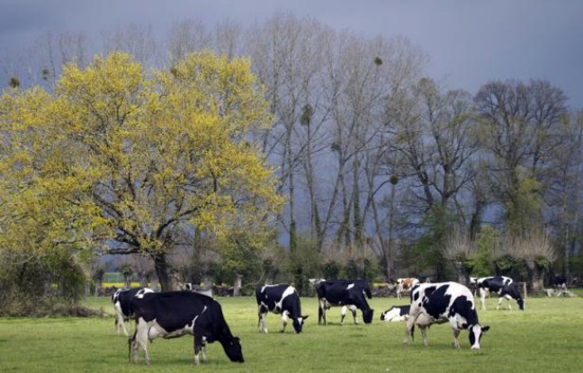 Si la plupart des éleveurs sont encore réticents à utiliser le lin dans l'alimentation animale, notamment en raison d'un surcoût potentiel, les adeptes de ces méthodes alternatives sont convaincus de leur bienfait sur le cheptel et l'environnement. Si la plupart des éleveurs sont encore réticents à utiliser le lin dans l'alimentation animale, notamment en raison d'un surcoût potentiel, les adeptes de ces méthodes alternatives sont convaincus de leur bienfait sur le cheptel et l'environnement.