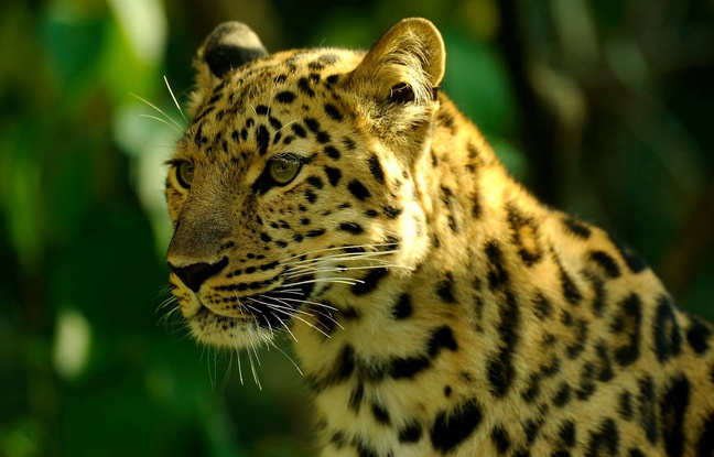 La panthère de l'Amour du zoo de Mulhouse s'est cassé le fémur La panthère de l'Amour du zoo de Mulhouse s'est cassé le fémur