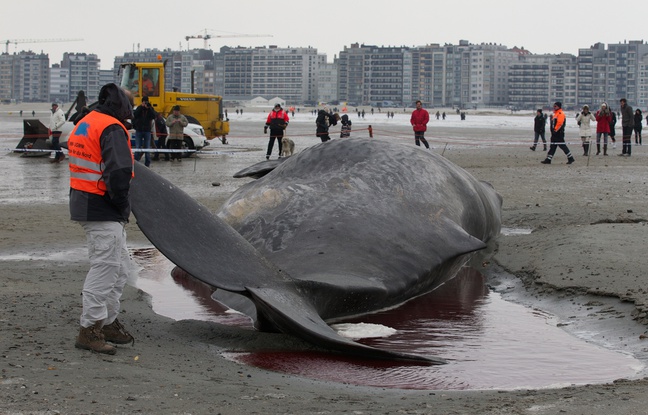 Un cachalot échoué à Ostende en 2012 Un cachalot échoué à Ostende en 2012