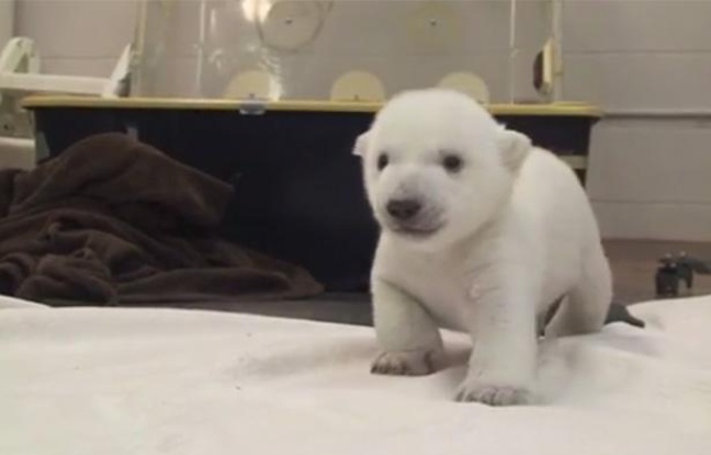 Capture d'écran d'une vidéo publiée par le zoo de Toronto, avec la nouvelle mascotte de l'établissement. Capture d'écran d'une vidéo publiée par le zoo de Toronto, avec la nouvelle mascotte de l'établissement.